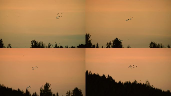 傍晚时分天上的一群飞鸟