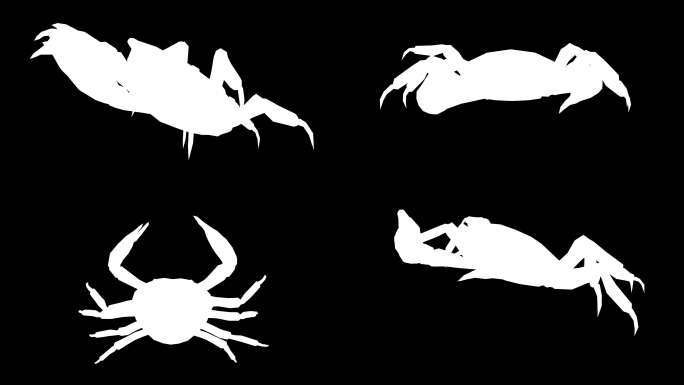黑色背景上的垂死螃蟹剪影。动物、野生动物、游戏、返校、3d动画、短视频、电影、卡通、有机、色度键、人