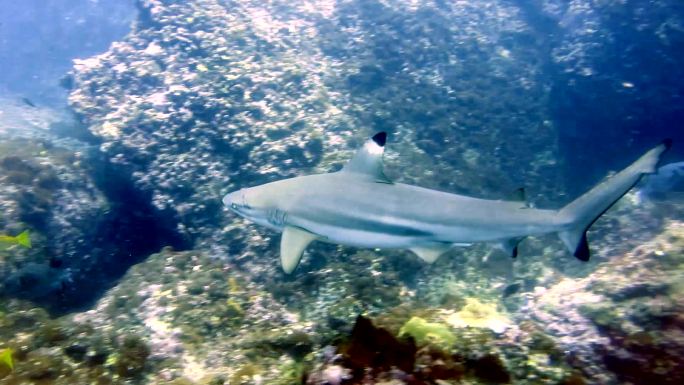 泰国安达曼海披披群岛珊瑚礁上近距离游动的黑尖礁鲨（Carcharhinus melanopterus