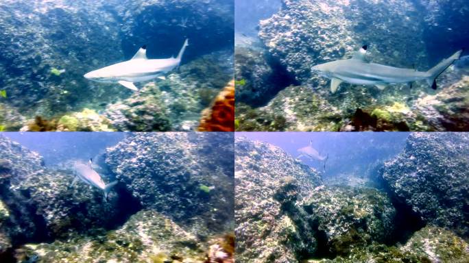 泰国安达曼海披披群岛珊瑚礁上近距离游动的黑尖礁鲨（Carcharhinus melanopterus