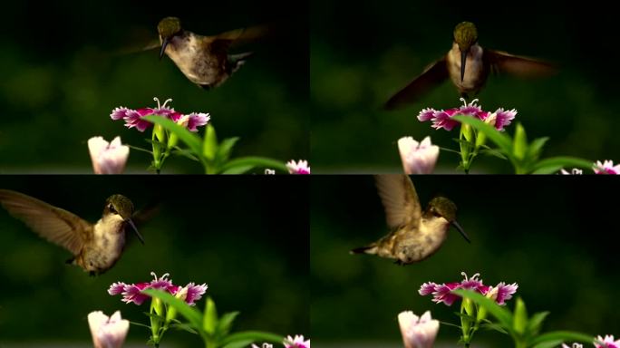 蜂鸟超慢动作…480 FPS