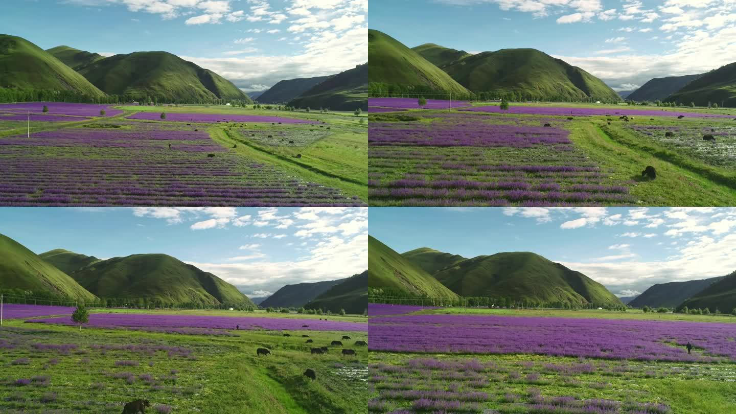 四川甘孜州新都桥薰衣草彩虹航拍素材