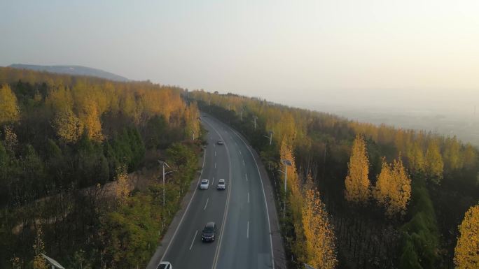 秋天金黄银杏林公路自驾游航拍