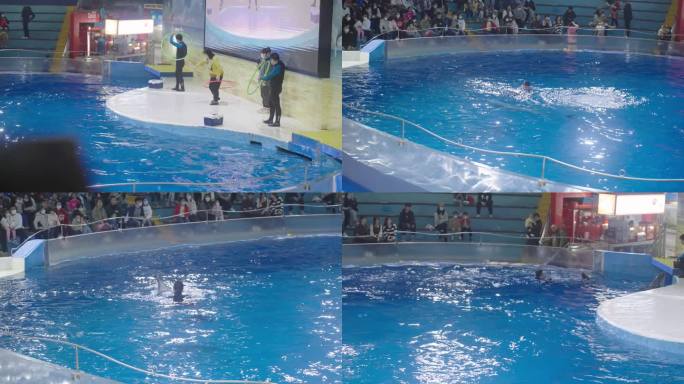 4K海豚表演 海底世界 海洋馆 海豚飞跃