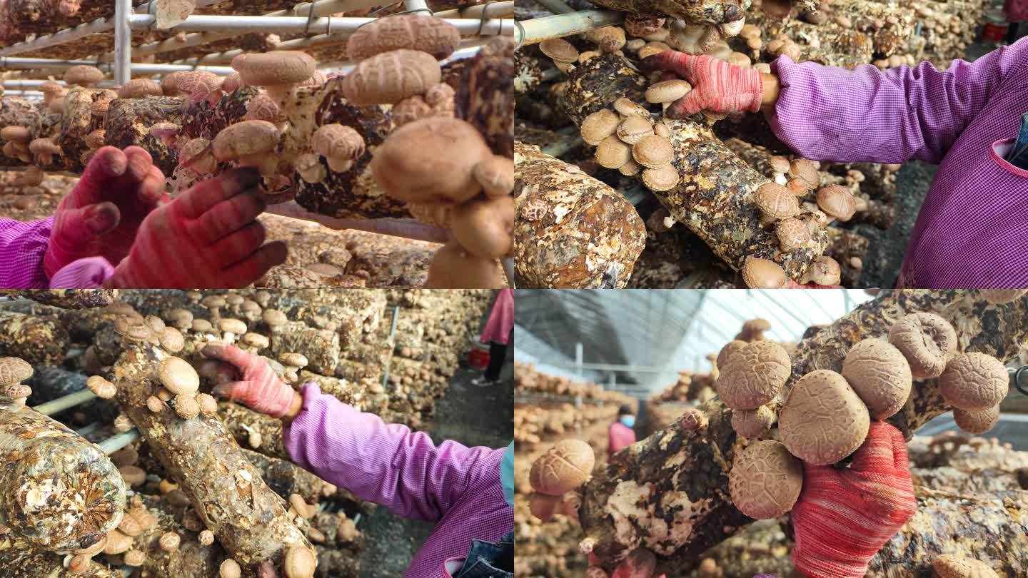 【秀村播带货】食用菌：陵川潞城香菇 - 晋城市人民政府