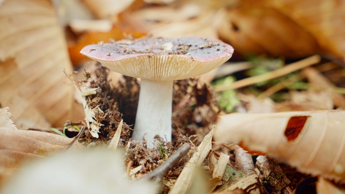大自然生态环境野生菌类蘑菇