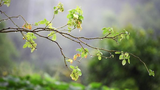 小雨中滴水的枝叶