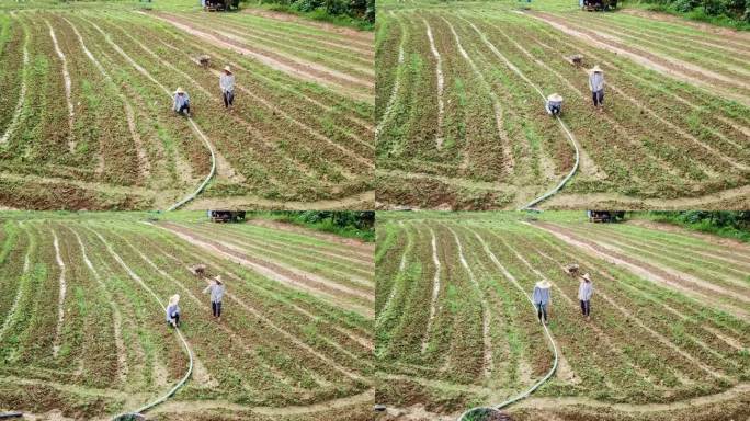 无人机视角亚洲华裔老人和儿子在农场的日常工作
