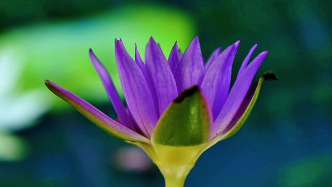 蓝紫色睡莲开花延时摄影