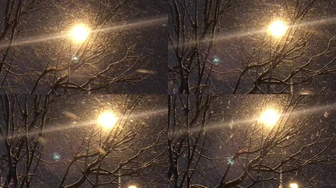 灯光下树木的剪影 雪景空境