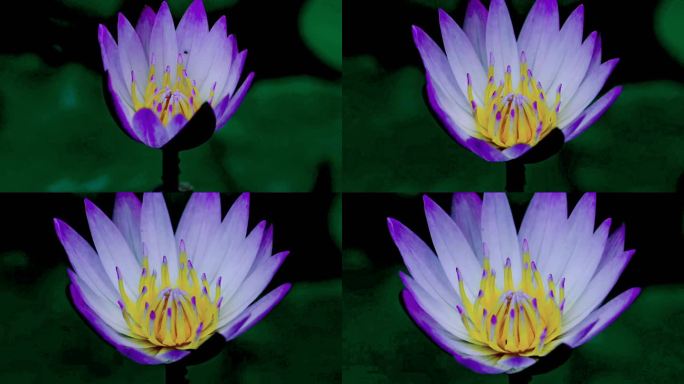 紫色睡莲开花延时摄影