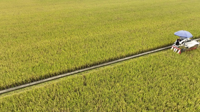 广东农业收割机割稻子丰收机械化生产