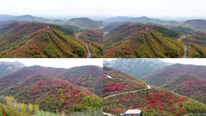 黄冈红叶航拍-万山红遍