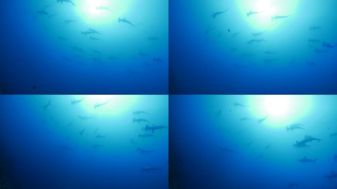 扇贝锤头鲨在海面下游动