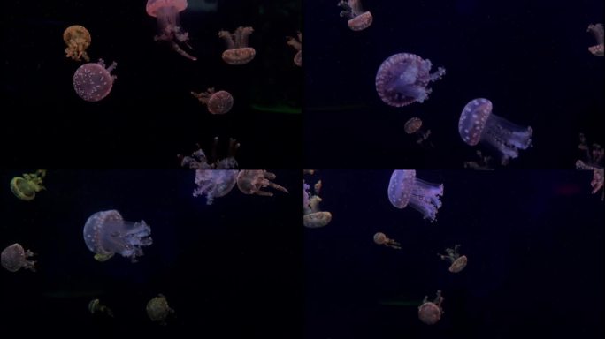 漂浮的水母