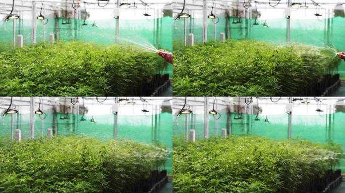 资深农民给植物浇水。检查大麻植物。研究人员服用几片大麻芽进行科学实验。从温室高角度看，大麻是土生土长