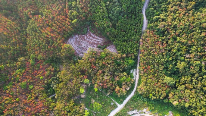 日出时山上森林中蜿蜒的道路鸟瞰图