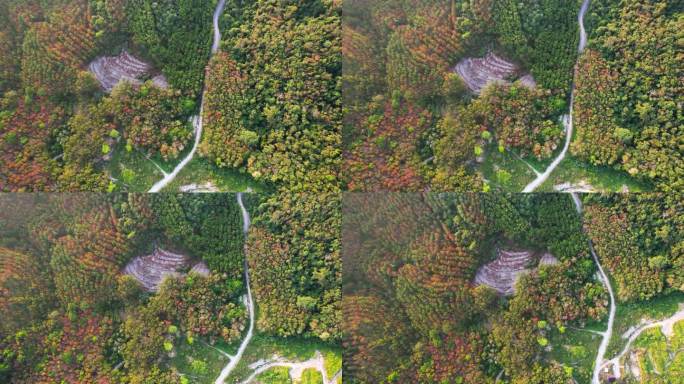 日出时山上森林中蜿蜒的道路鸟瞰图