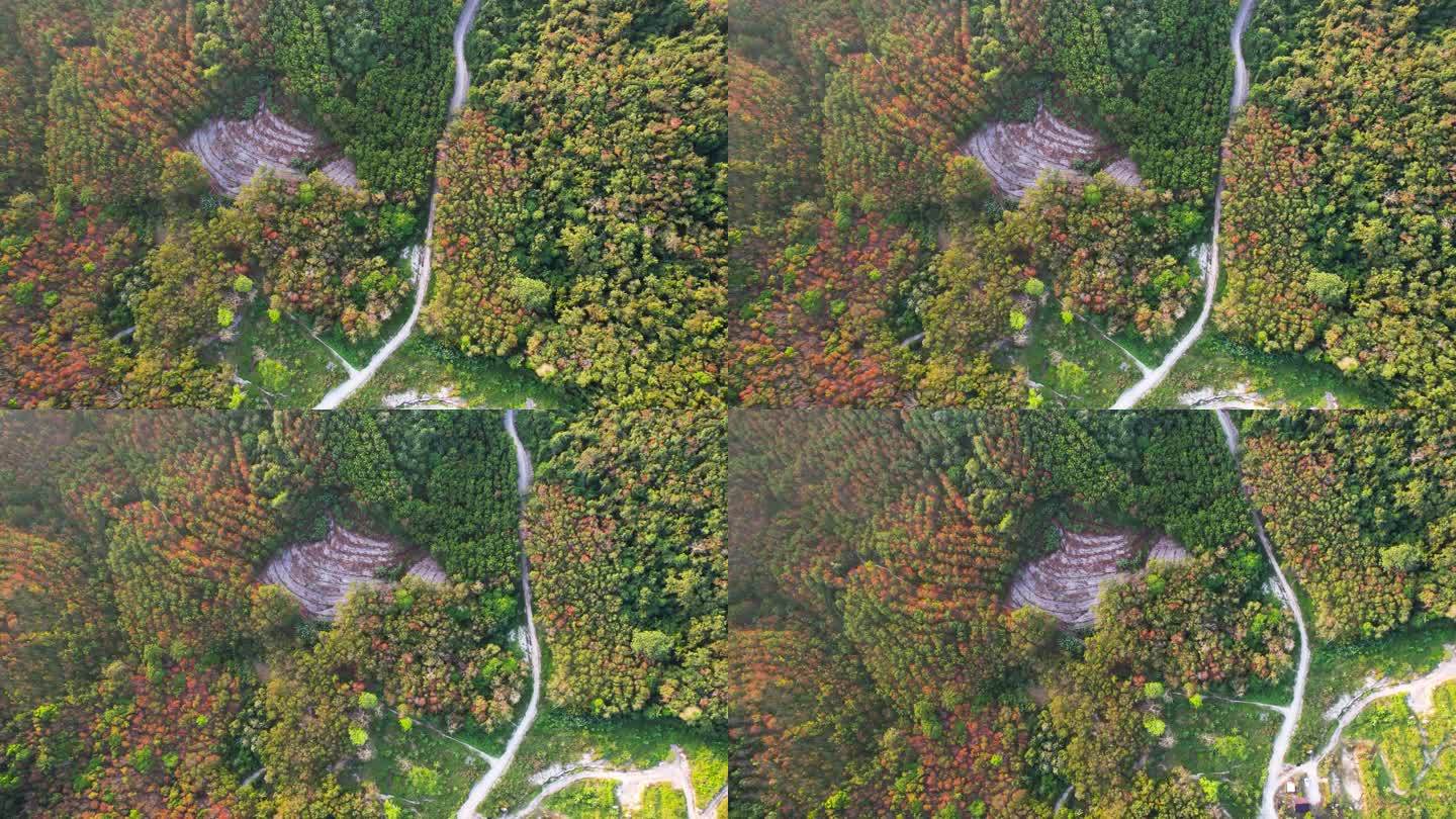 日出时山上森林中蜿蜒的道路鸟瞰图