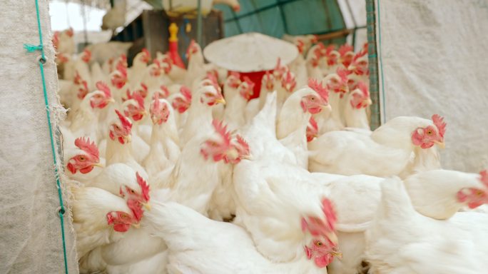 4k的鸡被从农场的笼子里放出来的视频