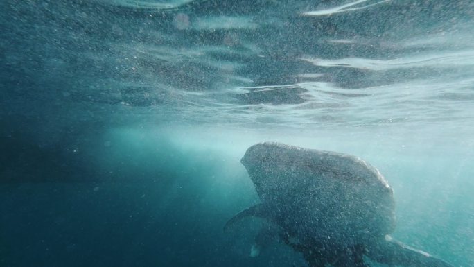 鲸鲨（Rhinocodon typus）濒临灭绝的物种在海里游泳，接近摄影师