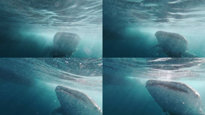 鲸鲨（Rhinocodon typus）濒临灭绝的物种在海里游泳，接近摄影师