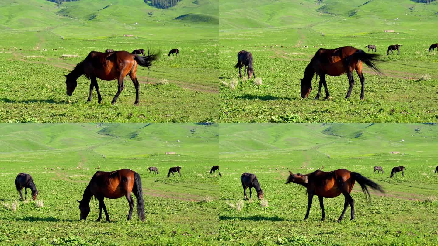 马儿吃草-新疆伊犁昭苏
