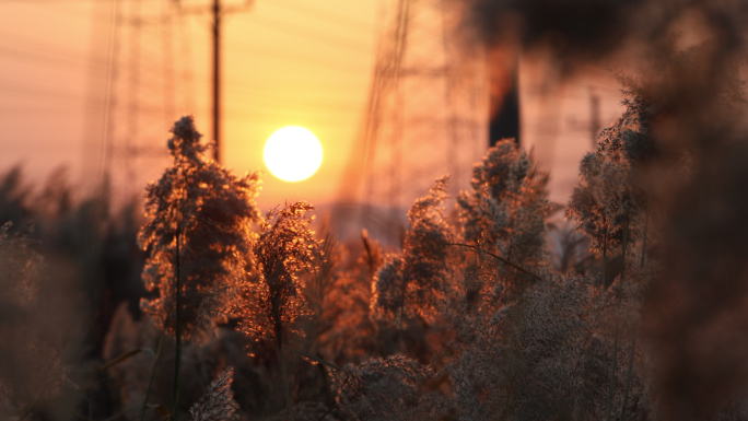 芦苇飘摇 芦苇 夕阳下芦苇 摆动的芦苇