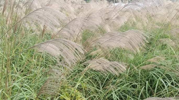 风光野草 秋风吹芒草摇摆 荒野野草