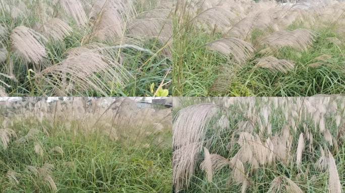 风光野草 秋风吹芒草摇摆 荒野野草