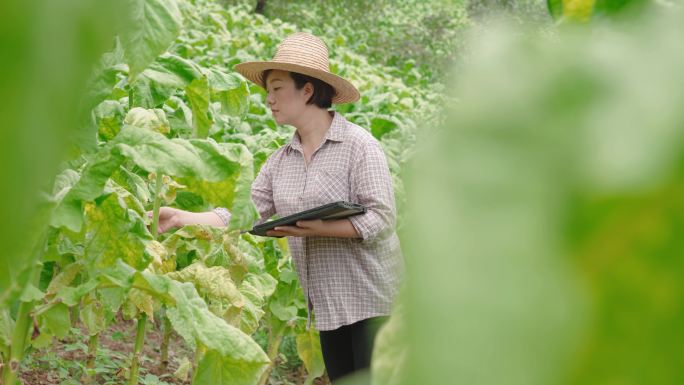 女人在农场使用数字平板电脑