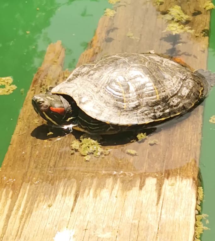 船上湖中可爱的海龟