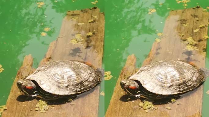 船上湖中可爱的海龟