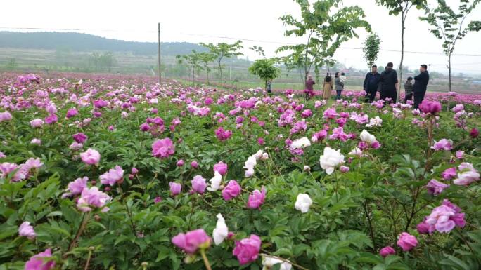 江苏邳州雨后芍药园内鲜花娇艳欲滴