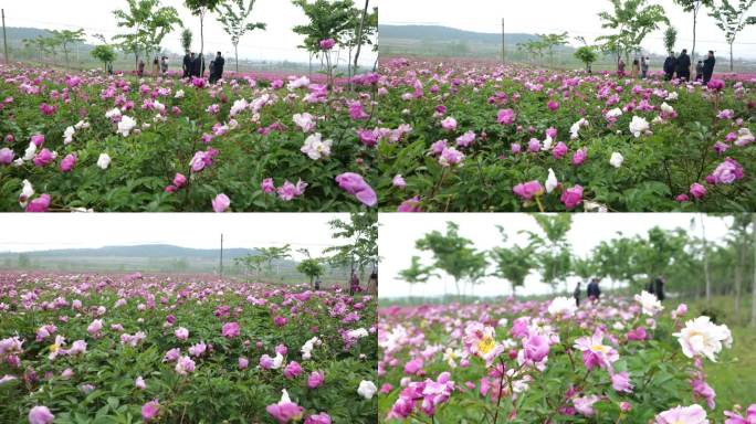 江苏邳州雨后芍药园内鲜花娇艳欲滴