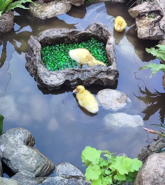 可爱鸭子水池池塘布景
