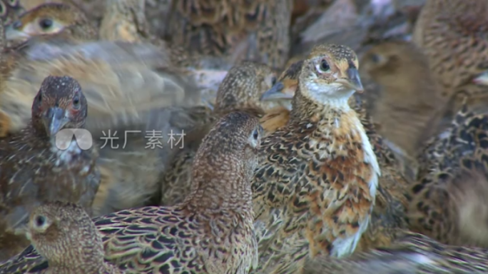 雏山鸡