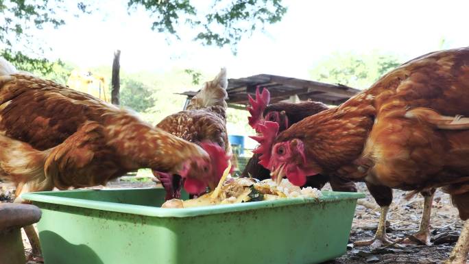 在一个开放的农场里，鸡在地上吃东西。