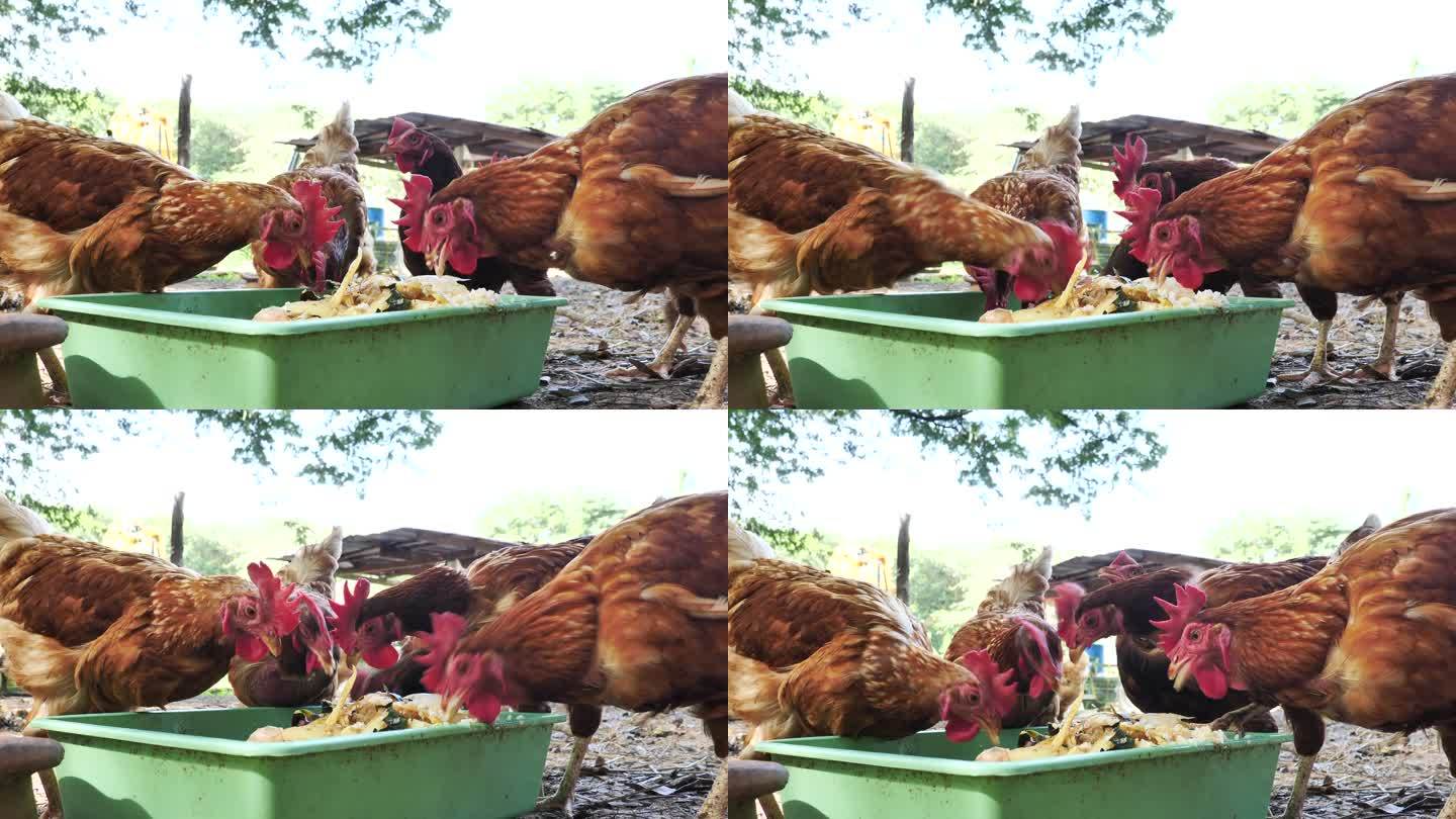 在一个开放的农场里，鸡在地上吃东西。