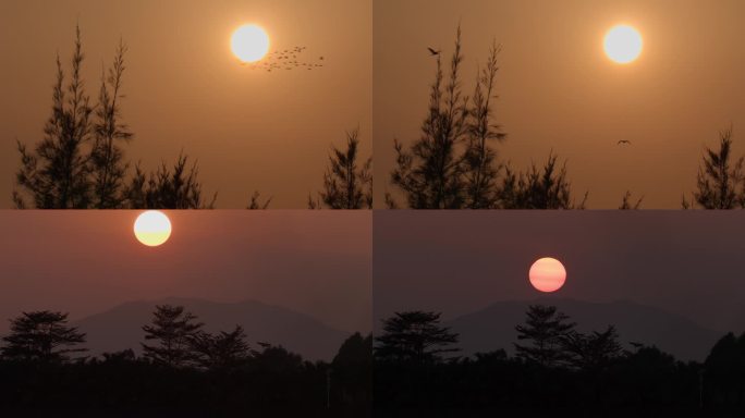 鸟儿飞过太阳和黄昏日落延时