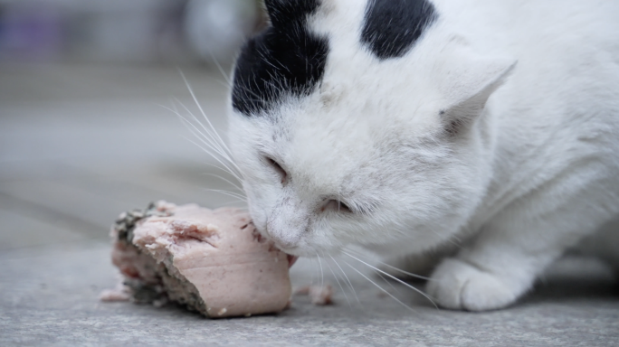 视频流浪猫吃东西小猫吃东西野猫白猫花猫