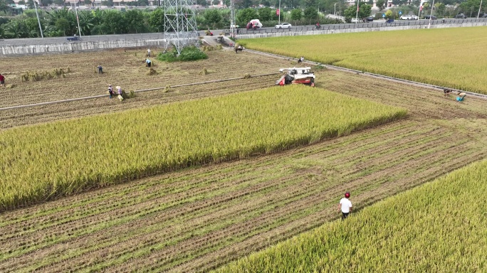 广东农业收割机割稻子丰收机械化生产