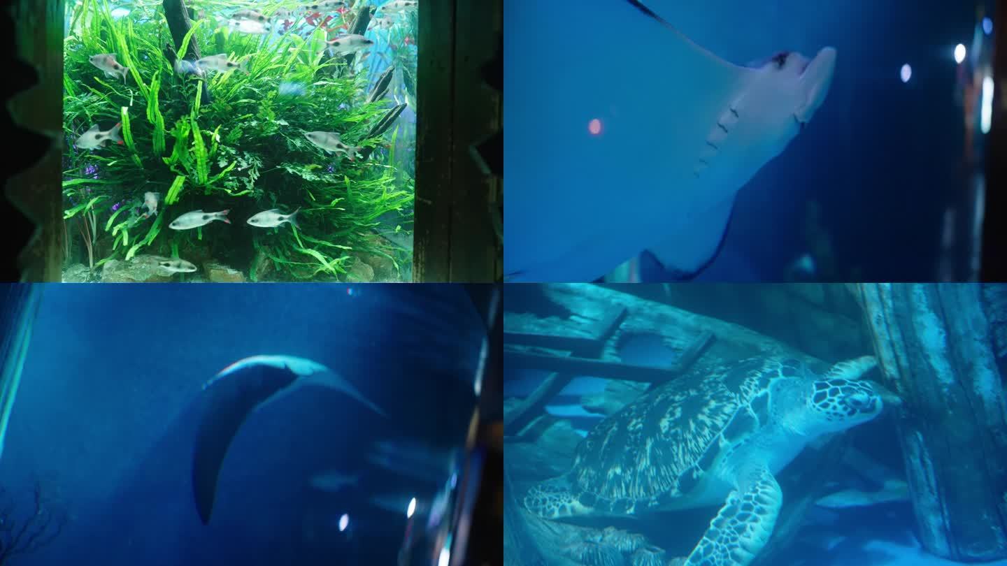 4K海洋馆 海底世界