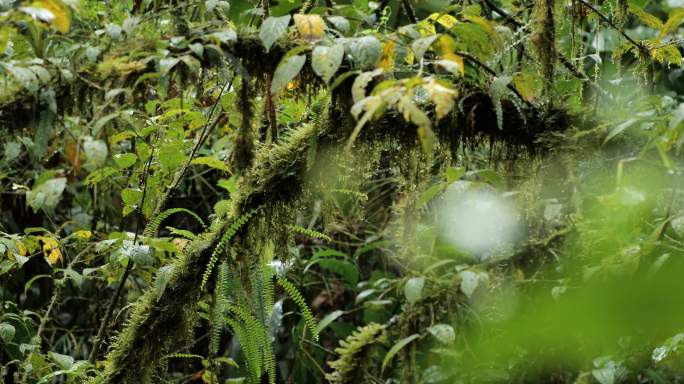 哥斯达黎加雨林树冠