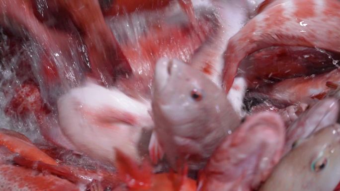 鲜活食材海鲜东星斑慢动作拍摄