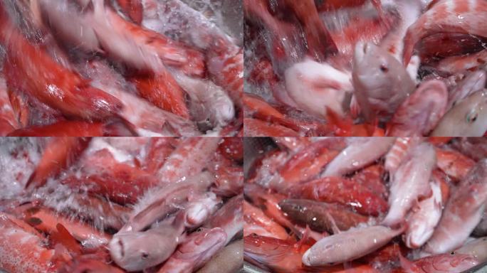 鲜活食材海鲜东星斑慢动作拍摄