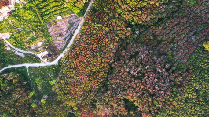 日出时山上森林中蜿蜒的道路鸟瞰图