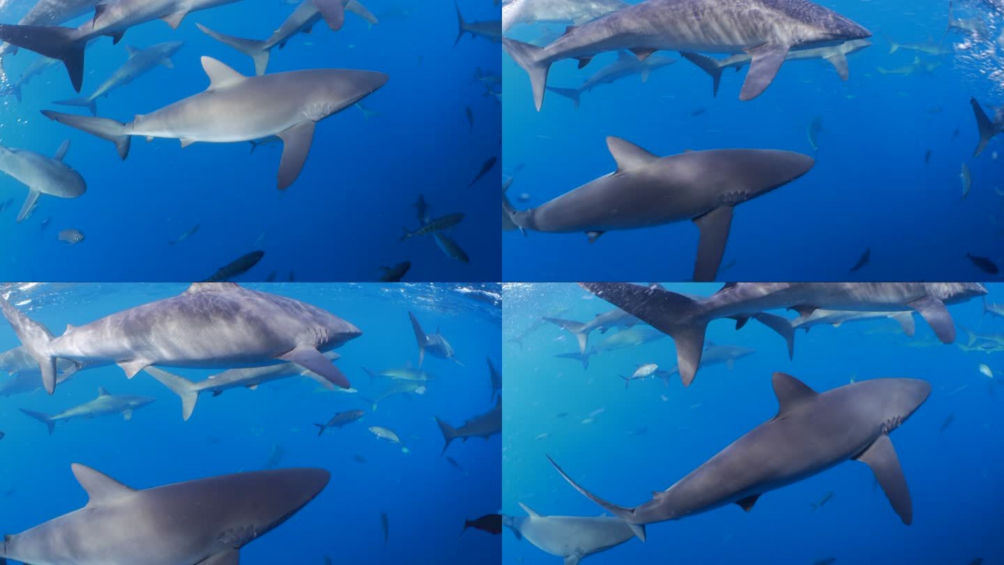 加拉帕戈斯鲨鱼学校在船下游泳