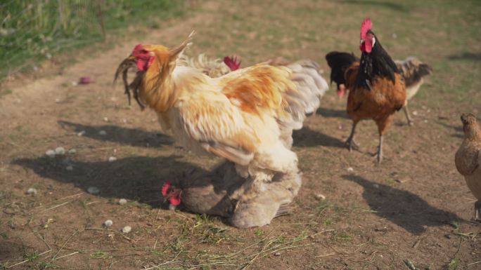 一只大梵天公鸡坐骑母鸡（交配）的特写镜头。有机养鸡场。（4K）