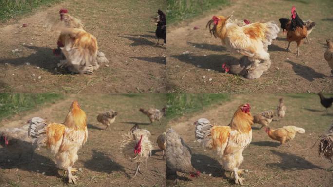 一只大梵天公鸡坐骑母鸡（交配）的特写镜头。有机养鸡场。（4K）